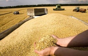 تصویب قیمت جدید خرید تضمینی جو تولید داخل تصویب قیمت جدید خرید تضمینی جو تولید داخل