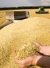 تصویب قیمت جدید خرید تضمینی جو تولید داخل تصویب قیمت جدید خرید تضمینی جو تولید داخل