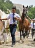 Turkmen horses to compete in sport, beauty festival