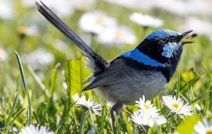 ‘Protect insects, protect birds’ – Tehran Times