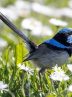 ‘Protect insects, protect birds’ – Tehran Times