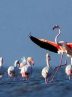 Iran is main wintering habitat in West Asia for migratory birds: official