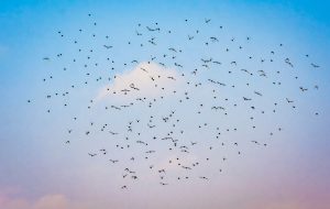 Iran’s sky hosting migratory birds