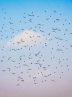 Iran’s sky hosting migratory birds