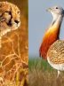 Some 75 animal species in Iran on IUCN Red List