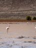 Special guests of North Khorasan delight birders