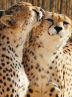 Cheetahs forecast to breed in captivity  
