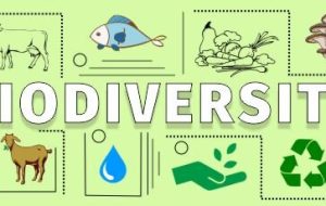 Loss of biodiversity – a hidden threat to food security and habitat Loss of biodiversity – a hidden threat to food security and habitat