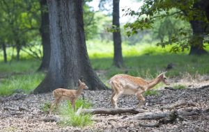 First yellow deer born in natural habitat First yellow deer born in natural habitat