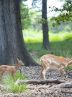 First yellow deer born in natural habitat  
