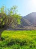 Dasht-e Havij: a scenic escape from Tehran’s hustle and bustle