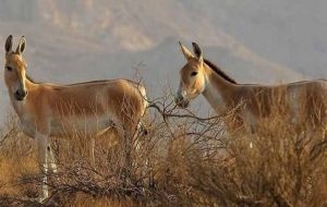 Newly-born zebras promise saving species from extinction