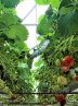 Greenhouse production hits 4.3m tons in 2 years
