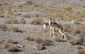 DOE to benefit from NGOs to preserve wildlife: official