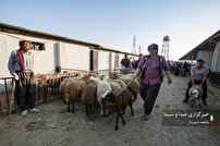 عرضه دام در عید قربان عرضه دام در عید قربان