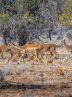Wildlife population grows by 35% in breeding centers