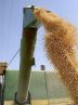 Domestic wheat purchase at over $1.6b since April Domestic wheat purchase at over $1.6b since April