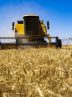FAO expects Iran’s grain output to further increase in 2024