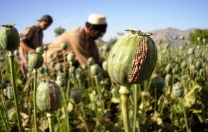 ماجرای کاهش تولید تریاک در افغانستان ماجرای کاهش تولید تریاک در افغانستان