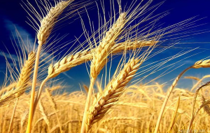 قیمت جدید گندم امروز ۲۱ خرداد ۱۴۰۳ قیمت جدید گندم امروز ۲۱ خرداد ۱۴۰۳