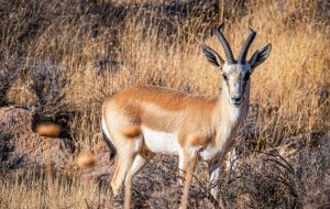 Goitered gazelle, a vulnerable species Goitered gazelle, a vulnerable species