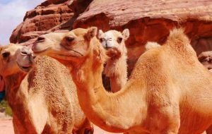 قیمت هر شتر برای پرورش چقدر است؟