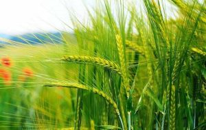 دو هفته تاخیر در اجرای قانون سرنوشت ساز تعیین نرخ خرید تضمینی دو هفته تاخیر در اجرای قانون سرنوشت ساز تعیین نرخ خرید تضمینی