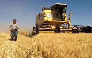 قیمت منطقی گندم اعلام شد