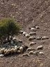 دامداران سنتی نخستین محافظان مراتع
