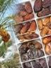 بهبود جایگاه صادراتی خرما