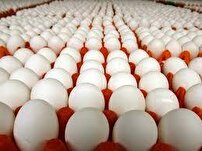 صادرات تخم مرغ به کشورهای همسایه صادرات تخم مرغ به کشورهای همسایه