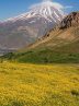 افزایش علوفه در مراتع، پس از باران‌های فصلی