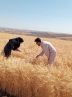 نشست فوق العاده شورای قیمت گذاری برای تعیین قیمت گندم
