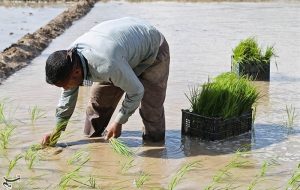 351 مبتلا به “تب شالیزار” در سال گذشته/ راه انتقال بیماری