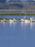 Pelicans wintering at Anzali Wetland