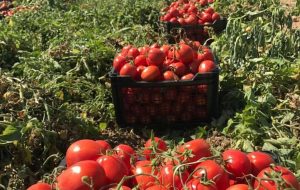 Tomato export stands at $226m in 7 months