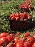 Tomato export stands at $226m in 7 months