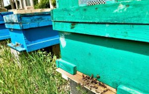 Over 4,000 tons of honey produced annually in Lorestan