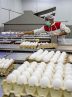 Egg exports exceed 90,000 tons since late March