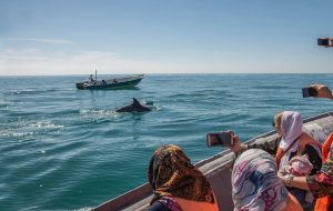 Bay of Dolphins: a marine paradise of the Persian Gulf