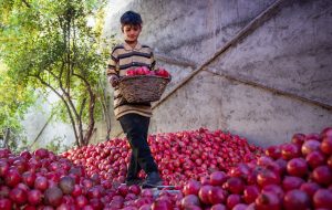 Pomegranate harvest in Shiraz – Tehran Times