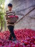 Pomegranate harvest in Shiraz – Tehran Times