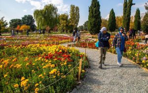 Botanical garden hosting chrysanthemum festival