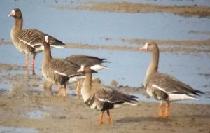 Solduz wetland hosting white-fronted geese