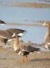 Solduz wetland hosting white-fronted geese