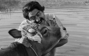 Tehran University screens restored version of Dariush Mehrjui’s “The Cow”