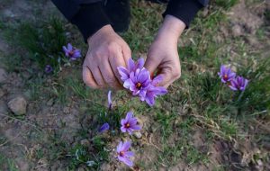 Natanz, a hub of saffron in central Iran