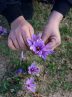 Natanz, a hub of saffron in central Iran