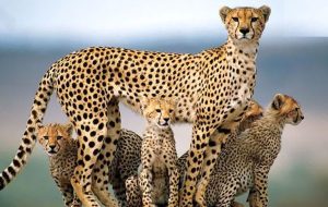 Improving habitat quality for Asiatic cheetahs on the agenda