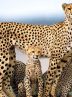 Improving habitat quality for Asiatic cheetahs on the agenda